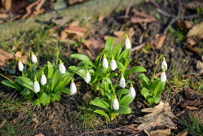 Flowering snowdrops (Galanthus)