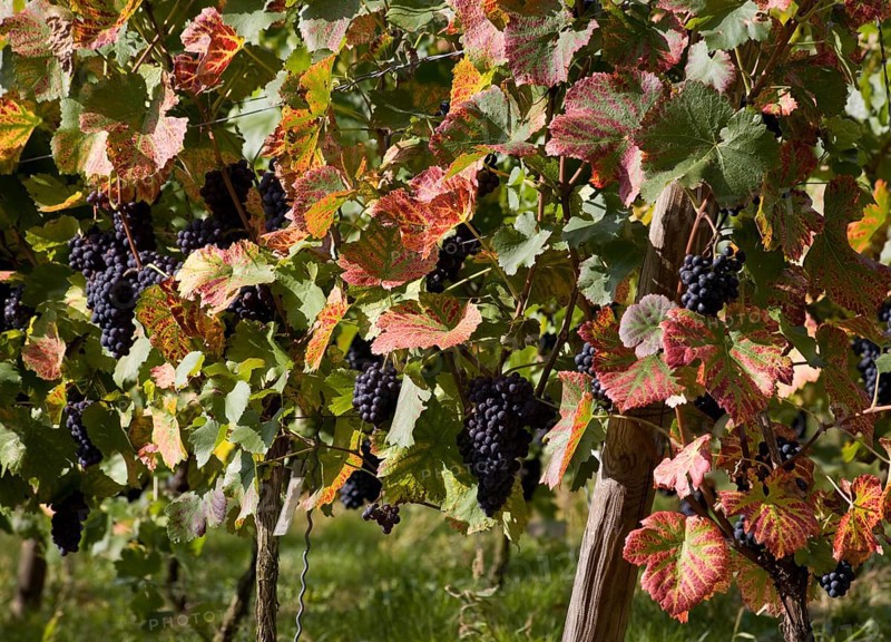 Red wine vines, blue grapes, wine