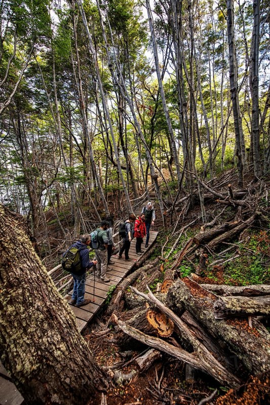 Hiking group with guide Wulaia Bay, Beagle Street, Ushuaia, Tierra del Fuego, Patagonia, Argentina, South America