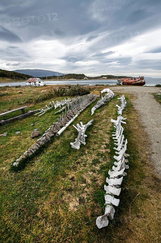 Whale skeletons off Estancia Harberton, Beagle Channel, Ushuaia, Argentina, South America