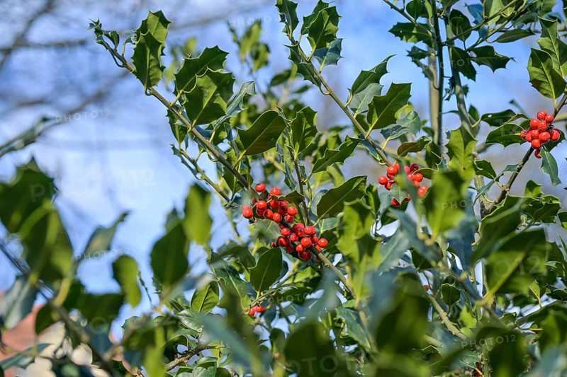 Red fruits European holly (Ilex aquifolium)