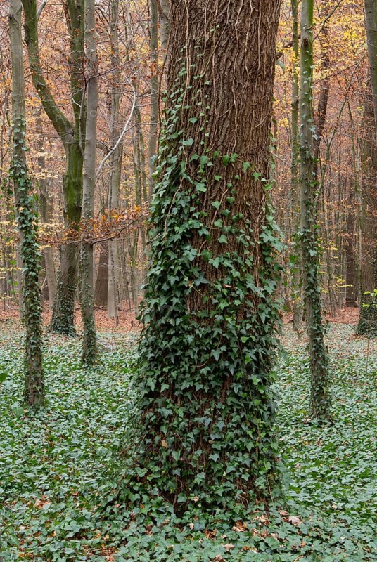Krefeld, city forest