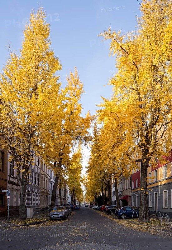 Avenue of gingko trees in autumn