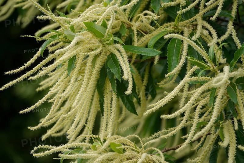 Sweet chestnut flowers (Castanea sativa), sweet chestnut, flowering, early summer, late spring, bee pasture, insect pasture, bee-friendly, insect-friendly, ecology, fragrance, sweet, Öhringen, Germany, Europe