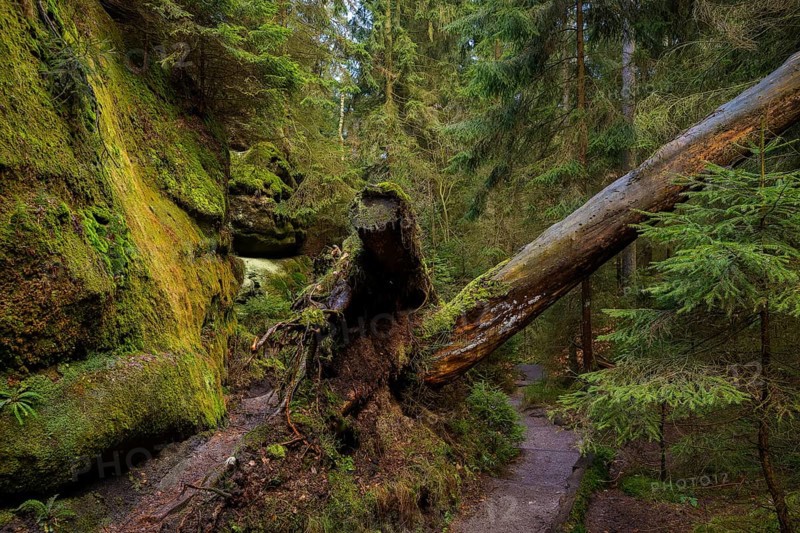 Romantic hiking trail in the Lattengrund in the Schrammstein region, Bad Schandau, Saxony, Germany, Europe