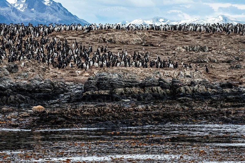 Thousands of cormorants on an island in the Beagle Channel, Ushuaia, Argentina, South America