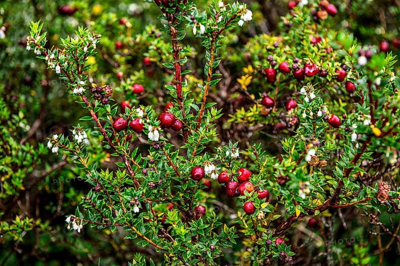 Chaura berry, (lat. Gaultheria pumila), Chilean dwarf raspberry grows in the beach zone of the Aquilar glacier, Cordillera Darwin, north-east foothills of the Beagle Channel, Tierra del Fuego, Patagonia, Chile, South America