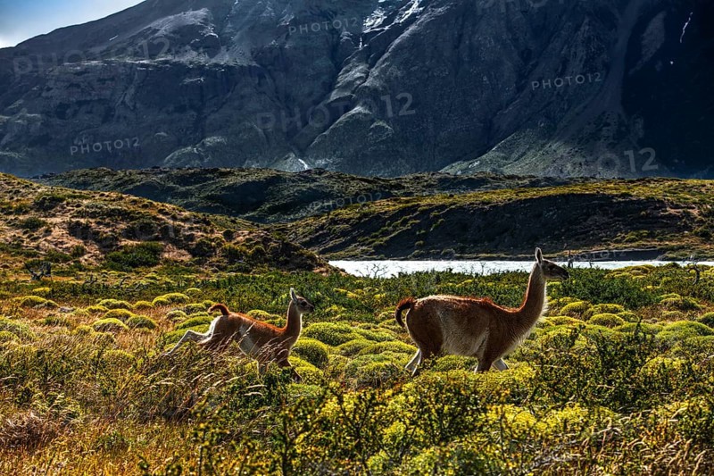 Guanaco herd at Lagunas Melizas, Torres del Paine National Park, Patagonia, Chile, South America