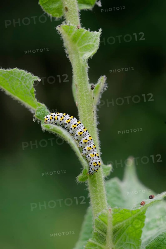 Mullein monk (Cucullia verbasci), caterpillar, larva, moth, butterfly, insect, Waldenburg, Michelfeld, Hohenlohe, Germany, Europe