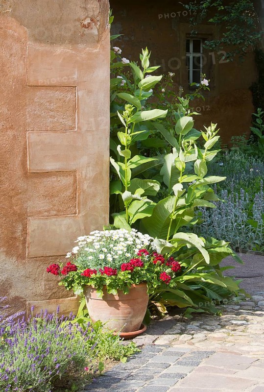 Herb garden between Abthaus and Infirmerie