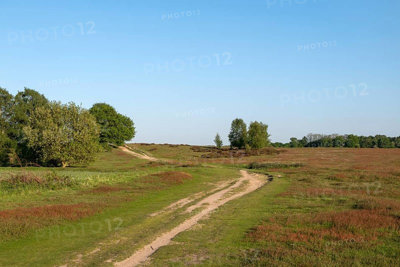 Krefeld-Traar, Egelsberg, heathland with flowering fleabane