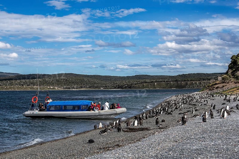 Tourists photographing gentoo penguins (Pygoscelis papua) on Martillon Island, Beagle Channel, Ushuaia, Argentina, South America