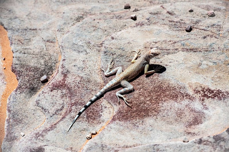 Male zebra-tailed iguana (Callisaurus draconoides) in a dry sandy creek bed, Valley of Fire State Park, Nevada, USA, North America
