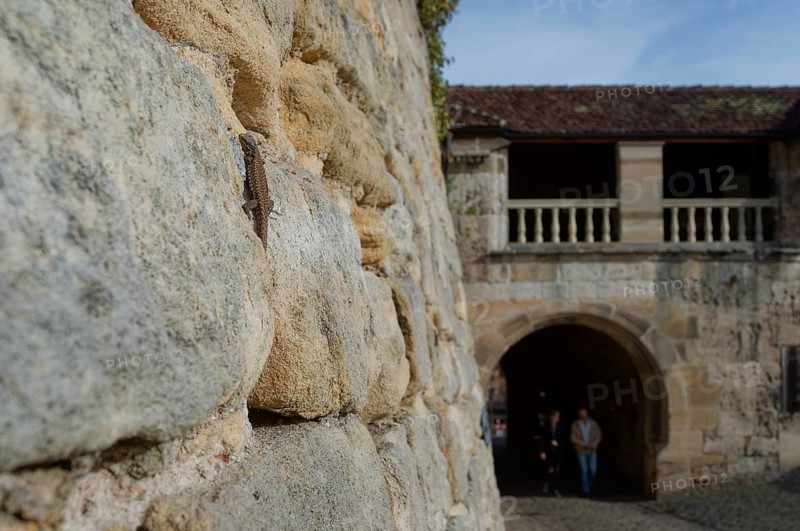 Wall lizard (Podarcis Muralis) sunbathing, sun, Hohentübingen Castle, Tübingen, wall, lizard, reptile, Germany, Europe