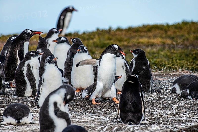 Gentoo penguins (Pygoscelis papua) on Martillon Island, Beagle Channel, Ushuaia, Argentina, South America