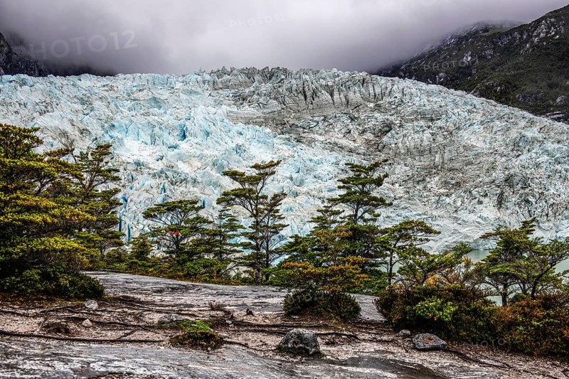 Notafagus forest in front of Pia Glacier, Cordillera Darwin, north-east foothills of the Beagle Channel, Tierra del Fuego, Tierra del Fuego, Patagonia, Chile, South America