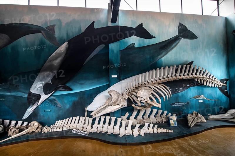 Whale museum at Estancia Harberton, Beagle Channel, Ushuaia, Argentina, South America
