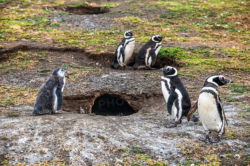 Magellanic penguins (Spheniscus magellanicus) in the Penguin National Park on Magdalena Island, Magellanes, Patagonia, Chile, South America