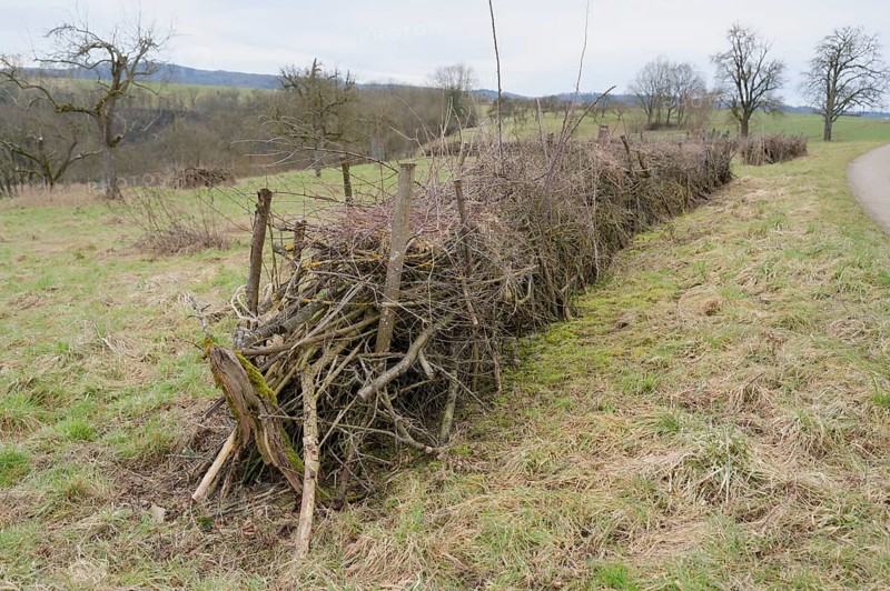 Benjes hedge, deadwood pile, deadwood hedge, hedge, species diversity, biodiversity, amphibians, reptiles, insects, birdlife, birds. Hiding place, ecology, garden, woodpile, wood, rose garden, Hohenlohe, Germany, Europe