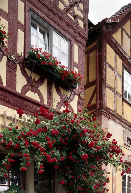 Half-timbered house on the salt market with rosebush