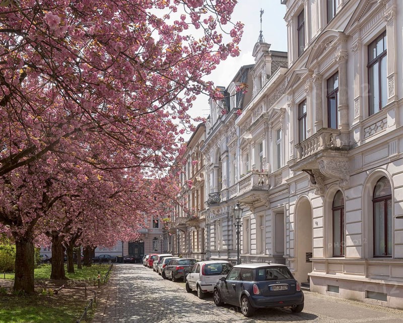 Krefeld, Alexanderplatz with blossoming cherry trees