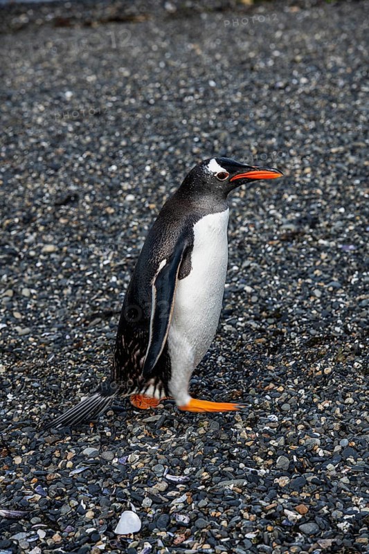 Gentoo penguins (Pygoscelis papua) on Martillon Island, Beagle Channel, Ushuaia, Argentina, South America