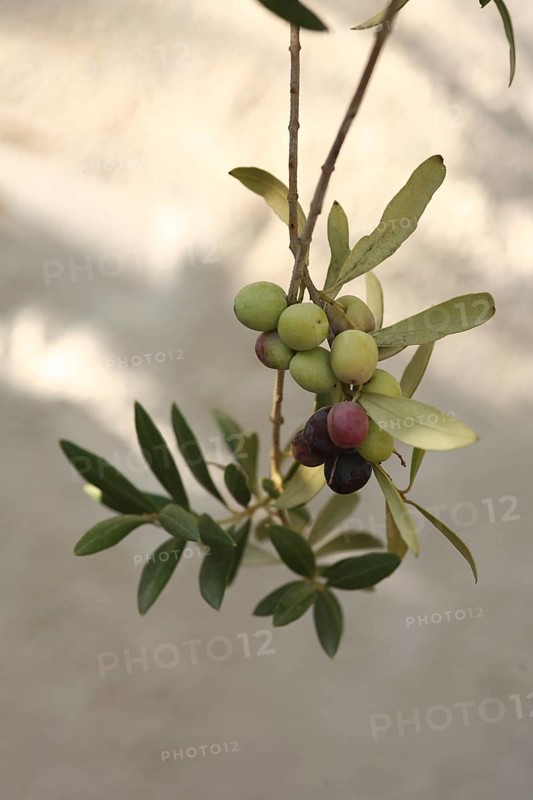 Olive branch, olive-tree, olive-branch, shady, shady, fruity