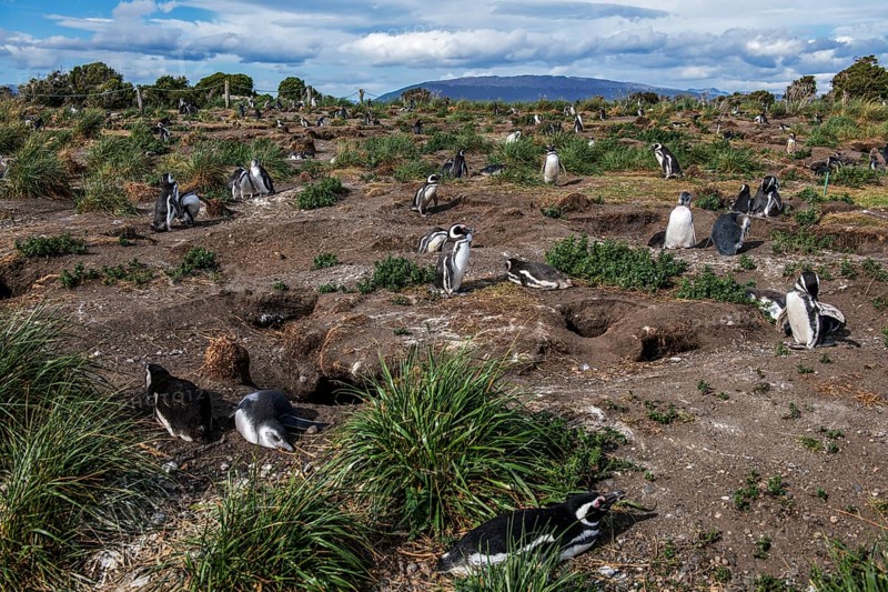 Magellanic penguins (Sphreniscus magellanicus) on Martillon Island, Beagle Channel, Ushuaia, Argentina, South America
