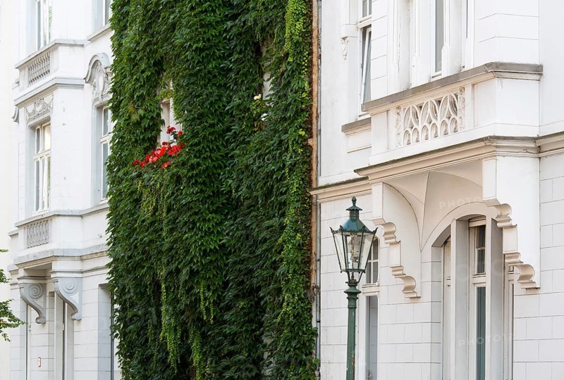 Wilhelminian style house facades, House covered with ivy