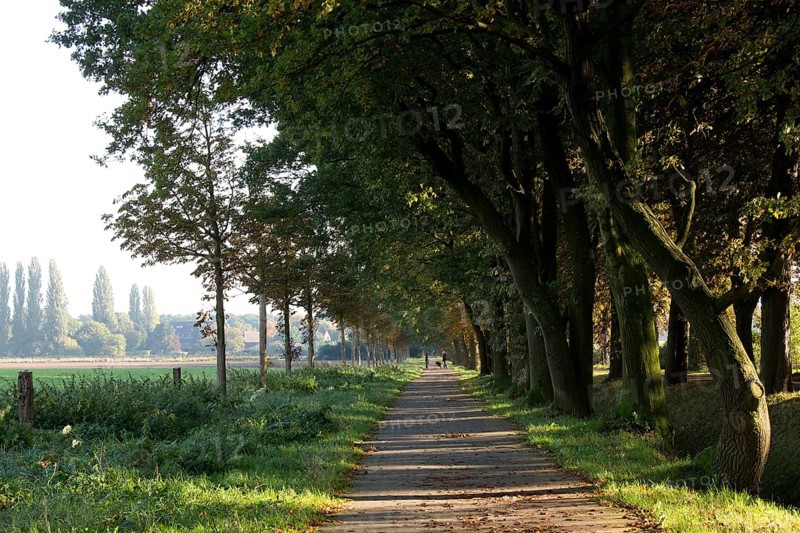 View to the east, Kastanienallee natural monument, old oaks in the foreground, trees and houses around the former Dürerheim by Karl Buschhüter in the background