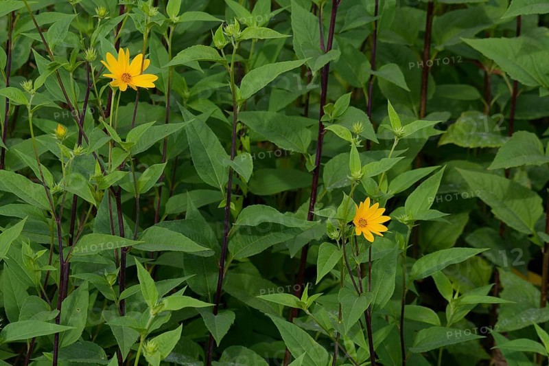 Jerusalem artichoke (Helianthus tuberosus), sweet potato, potato, late summer, summer, September, river, Kocher valley, Kocher, Forchtenberg-Sindringen, Sindringen, Hohenlohe, Germany, Europe