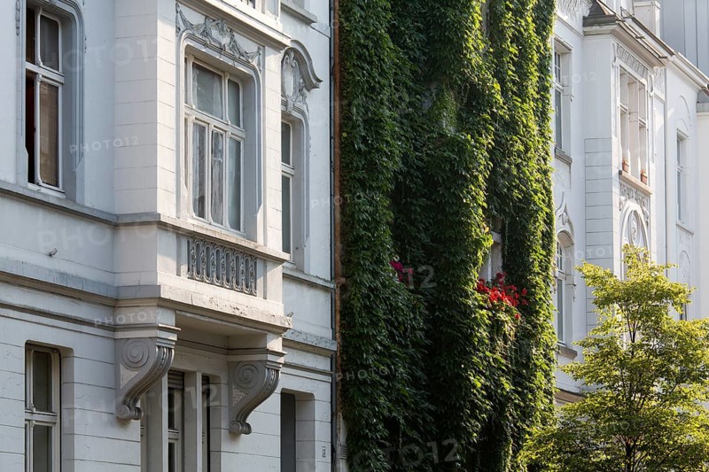 Wilhelminian style house facades, House covered with ivy