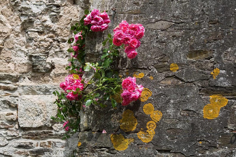 Monastery garden in the cloister, roses and lichen on the church wall