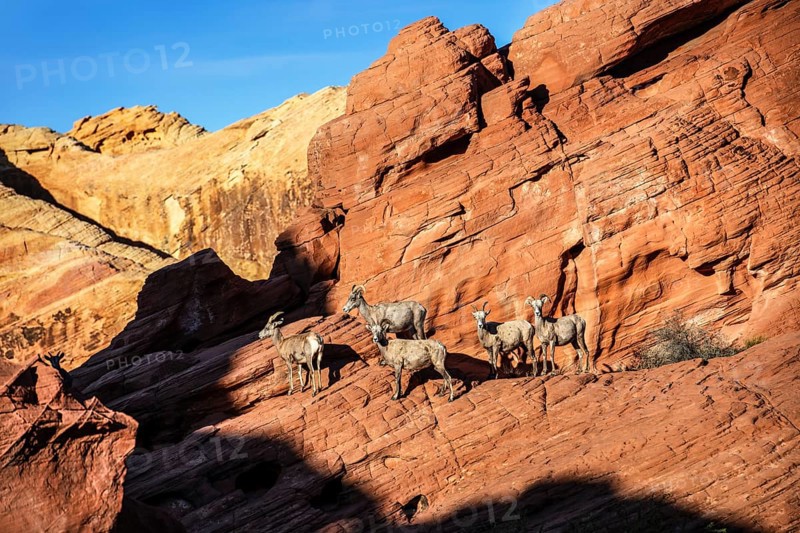 Bighorn Sheep (Ovis canadensis) at Rainbow Vista, Valley of Fire State Park, Nevada, USA, North America