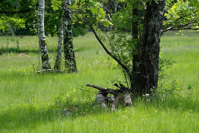 Historic hut forest in the Waldenburg mountains, upper pasture, forest pasture, pasture, birch forest, birch (Betula), meadow, nature reserve, Waldenburg, Hohenlohe, Germany, Europe