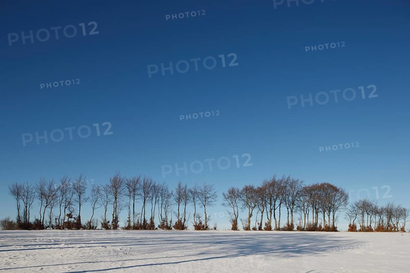 Hedgerow landscape with typical beech hedges