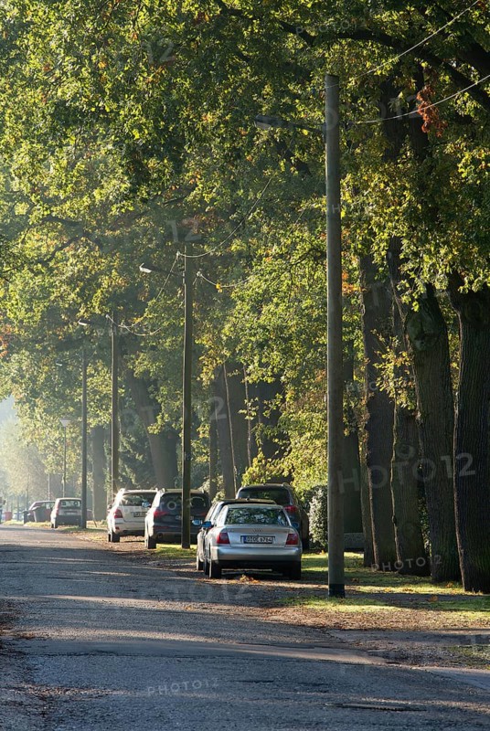 100-year-old oak trees on the west side and wooden lanterns with overhead wires