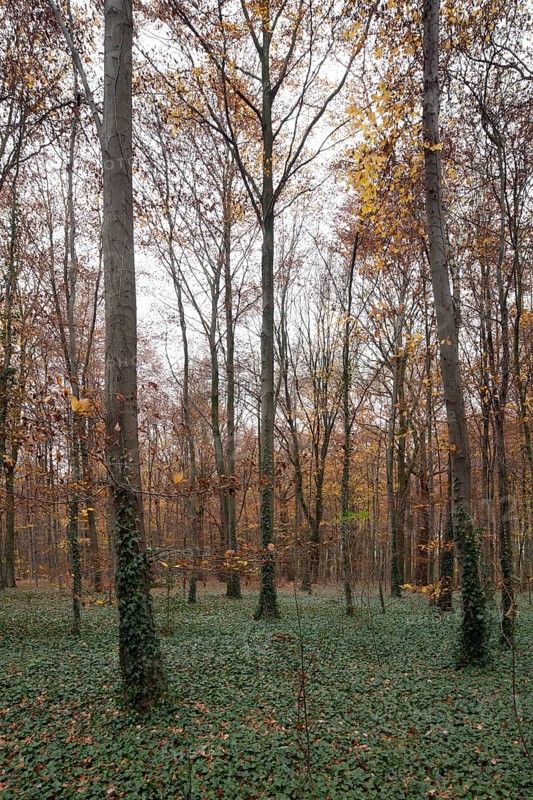 Krefeld, city forest