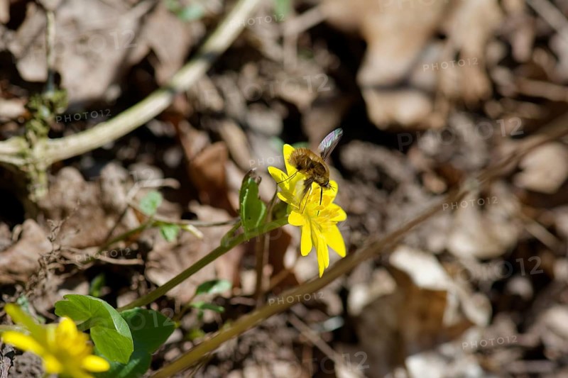 Large bee fly (Bombylius major) on lesser celandine (Ficaria verna), medicinal plant, plant, naturopathy, herbal medicine, Schwäbisch Hall, Germany, Europe
