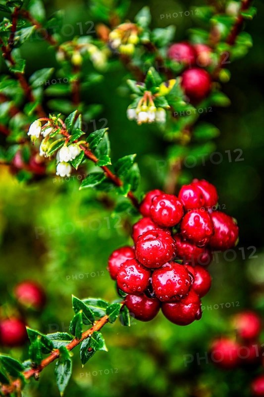 Chaura berry, (lat. Gaultheria pumila), Chilean dwarf raspberry grows in the beach zone of the Aquilar glacier, Cordillera Darwin, north-east foothills of the Beagle Channel, Tierra del Fuego, Patagonia, Chile, South America