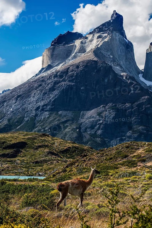 Guanaco herd at Lagunas Melizas, Torres del Paine National Park, Patagonia, Chile, South America