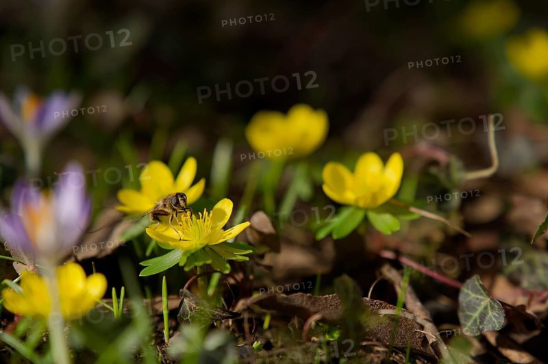 Hoverfly on winter aconite (Eranthis hyemalis), spring, bee pasture, insect pasture, ecology, bee-friendly, insect-friendly, Schwäbisch Hall, Germany, Europe