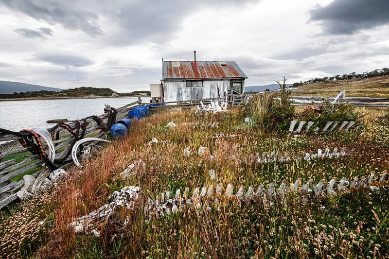 Whale skeletons off Estancia Harberton, Beagle Channel, Ushuaia, Argentina, South America