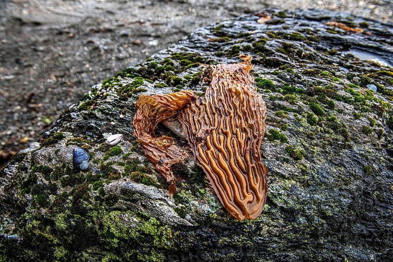 Washed up kelp and mussels in the beach zone of the Aquilar glacier, Cordillera Darwin, northeast foothills of the Beagle Channel, Tierra del Fuego, Tierra del Fuego, Patagonia, Chile, South America