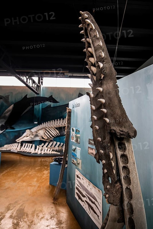 Whale museum at Estancia Harberton, Beagle Channel, Ushuaia, Argentina, South America