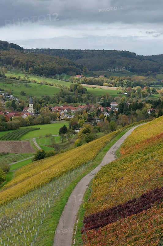 Golden October in the vineyard, Steinbacher Tal, Pfedelbach, Pfedelbach-Untersteinbach, Hohenlohe, Germany, Europe