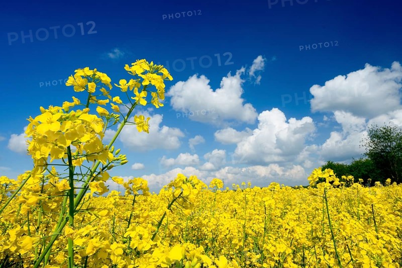 Rape field, trees, rape, summer, blue sky, cumulus clouds, landscape, blooms, blooming, rape blossom, Palatinate, plants, blossoms, rape flowers