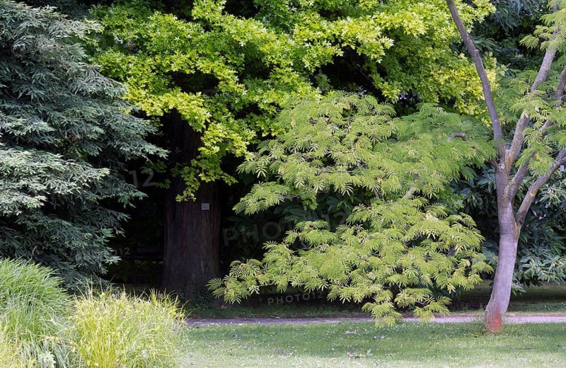 English lot near the Alpinum, various trees and leaf shapes