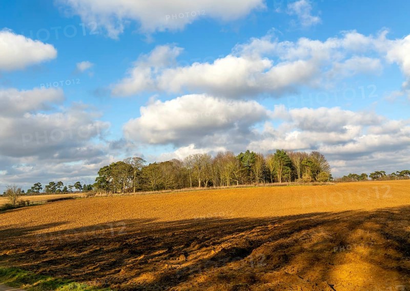 Sunny winter landscape cumulus clouds blue sky, copse of trees and ploughed field, Ramsholt, Suffolk Sandlings, England, Uk