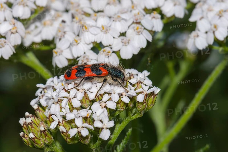 Colorado beetle (Trichodes alvearius) on pure fern, Schneidhain, Bad Soden am Taunus, Hesse, Germany, Europe